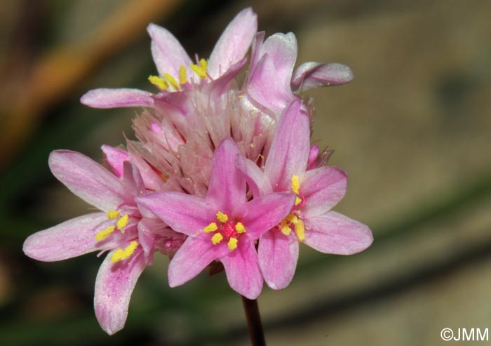 Armeria leucocephala