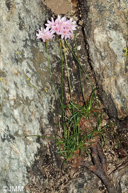 Armeria leucocephala