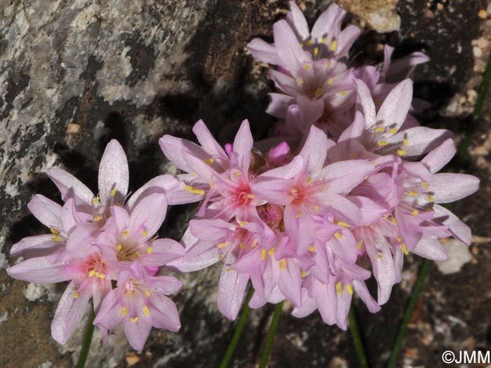 Armeria leucocephala