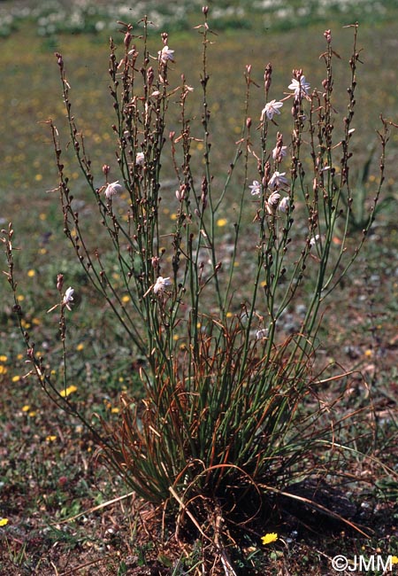 Asphodelus fistulosus