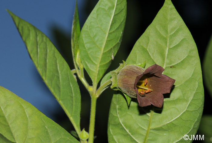 Atropa belladonna