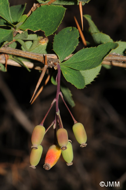 Berberis aetnensis