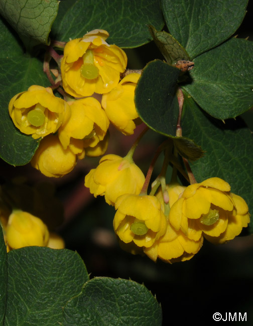 Berberis aetnensis