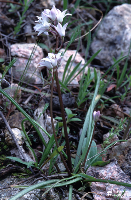 Brimeura fastigiata