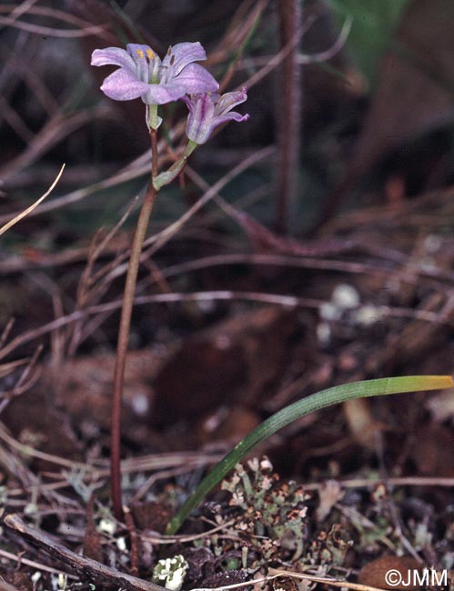 Brimeura fastigiata