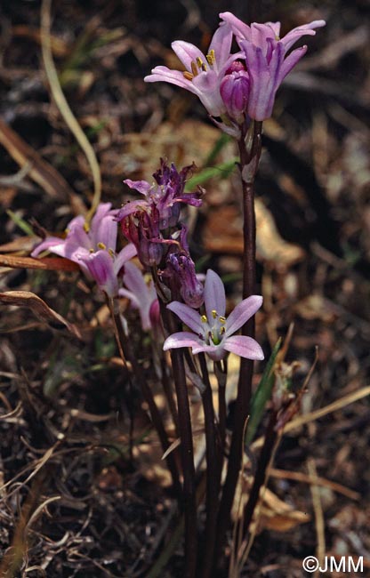 Brimeura fastigiata