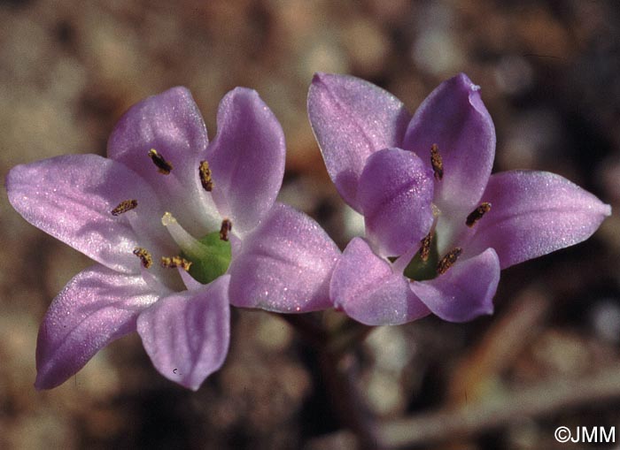 Brimeura fastigiata