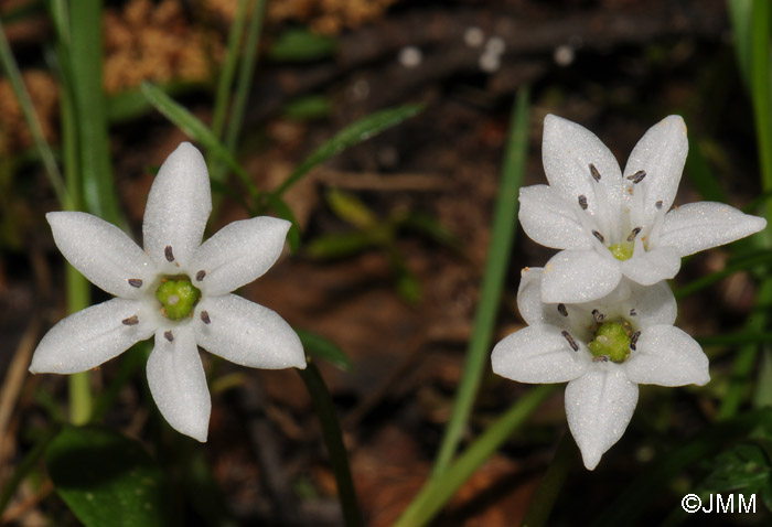 Brimeura fastigiata