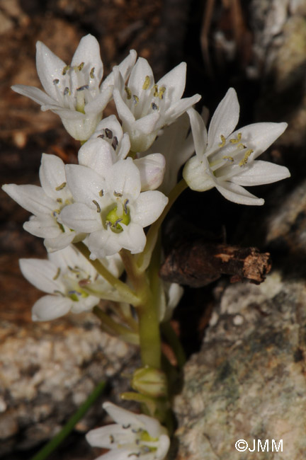 Brimeura fastigiata