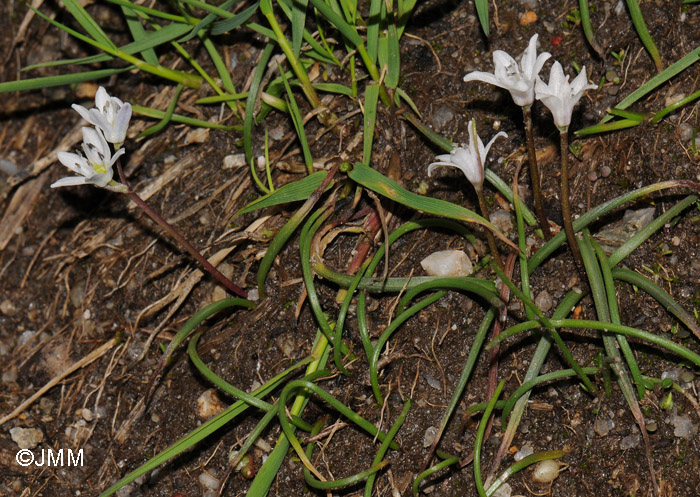 Brimeura fastigiata