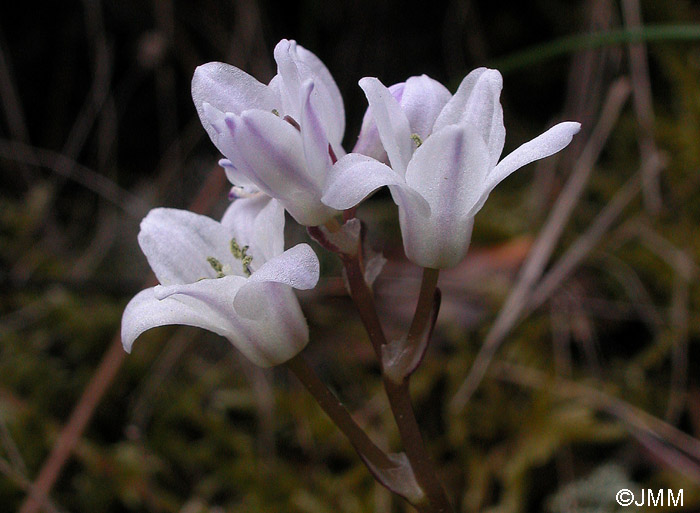 Brimeura fastigiata