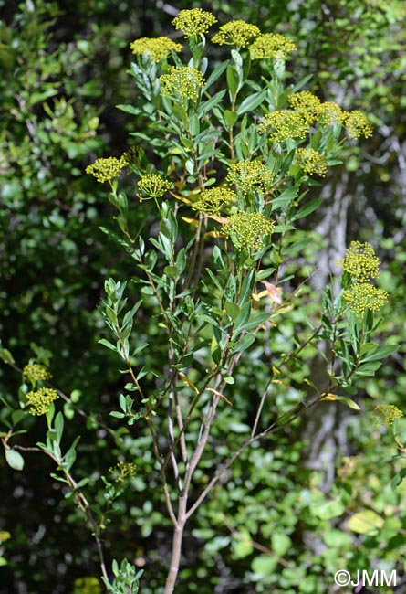 Bupleurum fruticosum