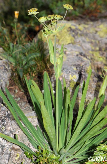 Bupleurum stellatum