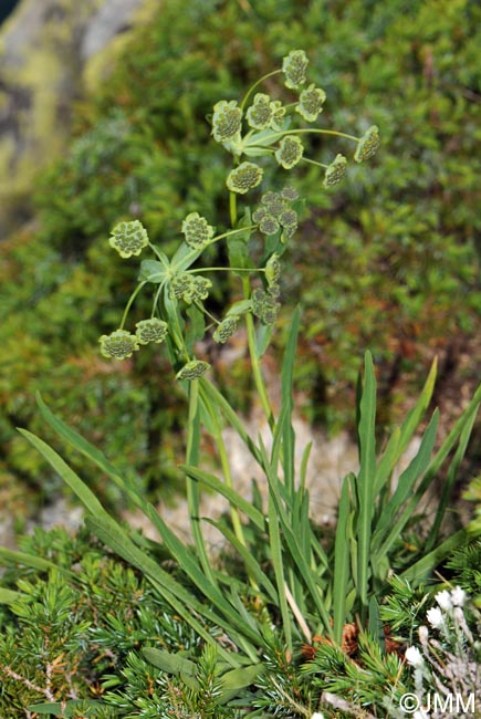 Bupleurum stellatum