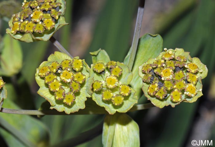 Bupleurum stellatum