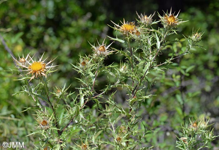 Carlina corymbosa