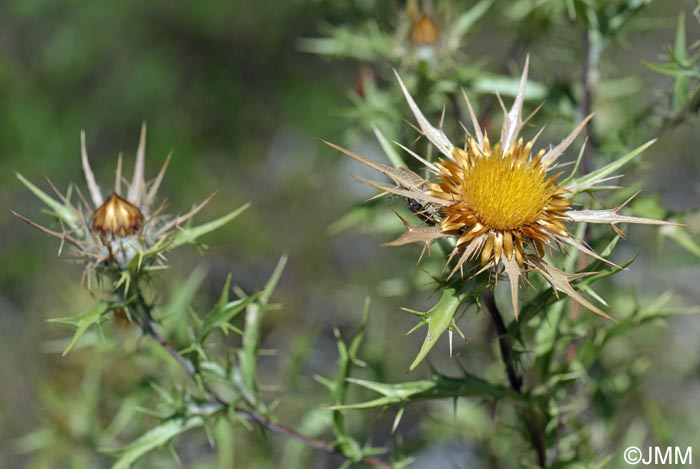 Carlina corymbosa