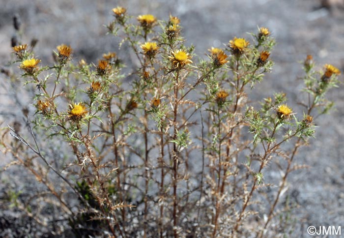 Carlina corymbosa