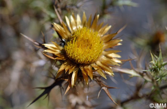 Carlina corymbosa