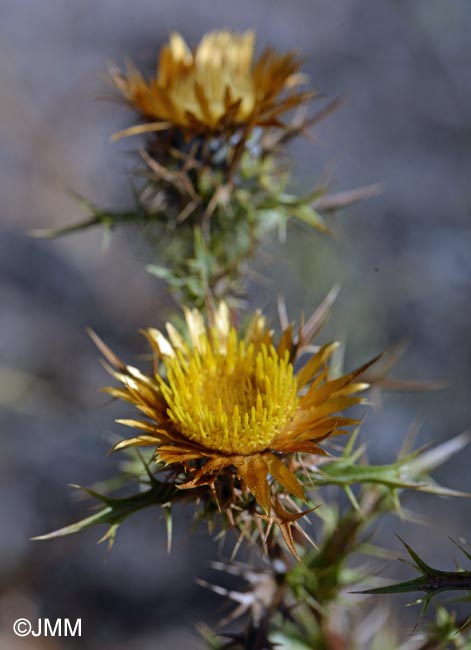 Carlina corymbosa