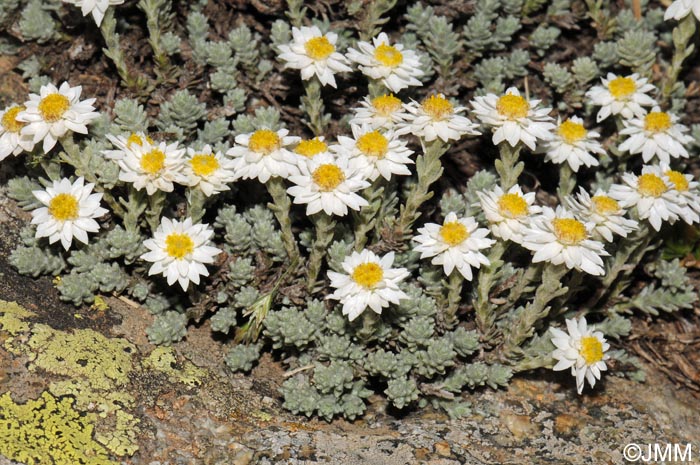 Castroviejoa frigida = Helichrysum frigidum