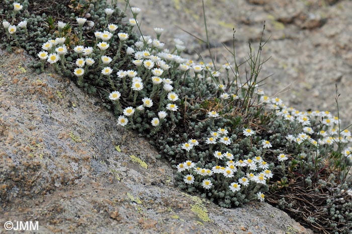 Castroviejoa frigida = Helichrysum frigidum