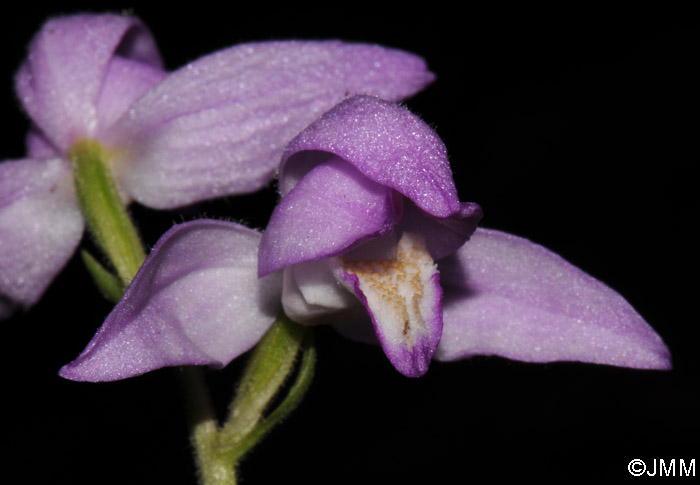 Cephalanthera rubra