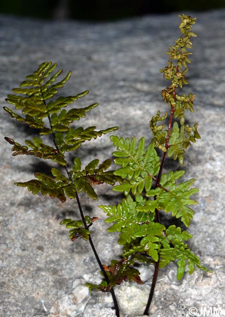 Cheilanthes guanchica = Allosorus guanchicus