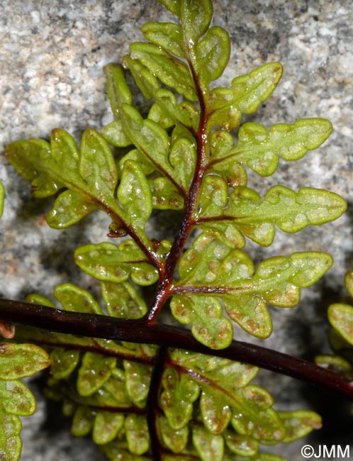 Cheilanthes guanchica = Allosorus guanchicus