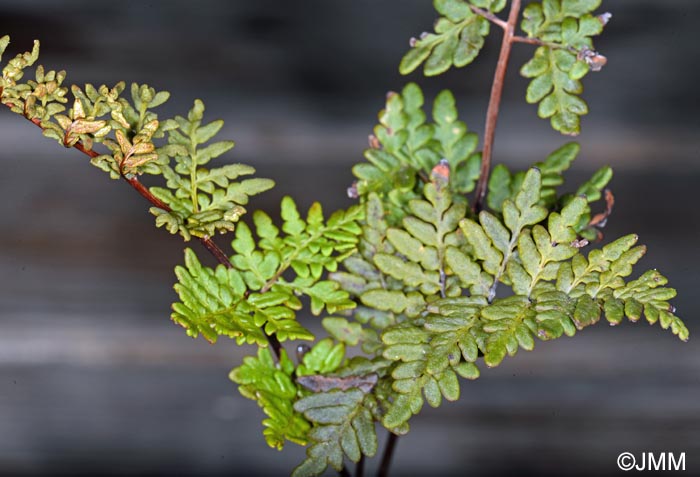 Cheilanthes guanchica = Allosorus guanchicus