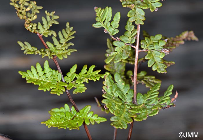 Cheilanthes guanchica = Allosorus guanchicus