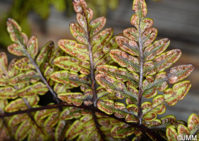 Cheilanthes guanchica = Allosorus guanchicus