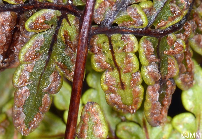 Cheilanthes guanchica = Allosorus guanchicus