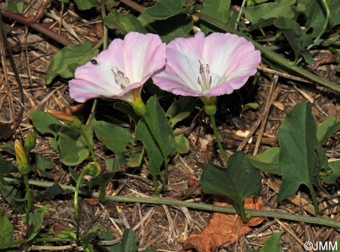 Convolvulus arvensis