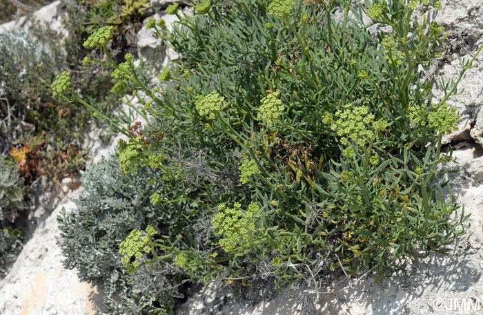 Crithmum maritimum