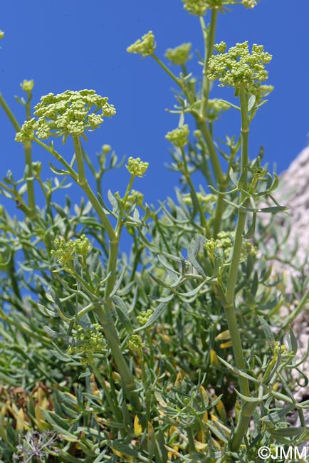 Crithmum maritimum