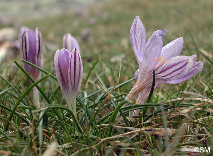 Crocus corsicus