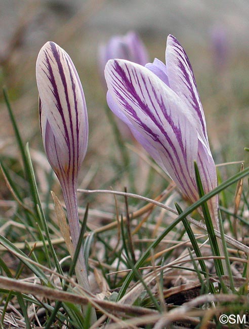 Crocus corsicus