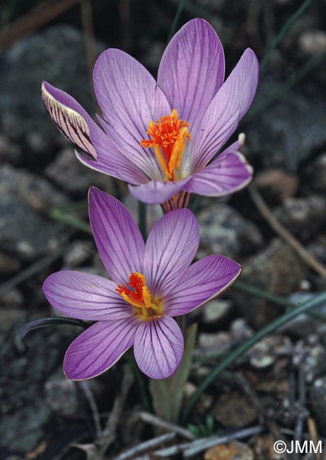 Crocus corsicus