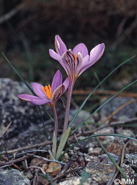 Crocus corsicus