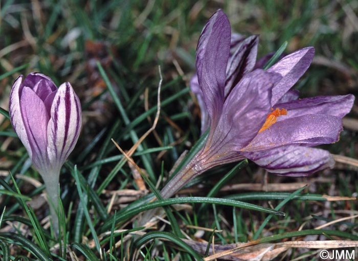 Crocus corsicus