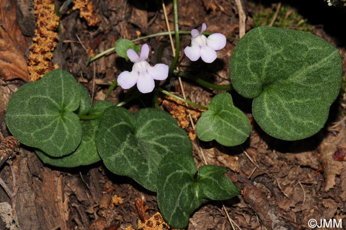 Cymbalaria hepaticifolia