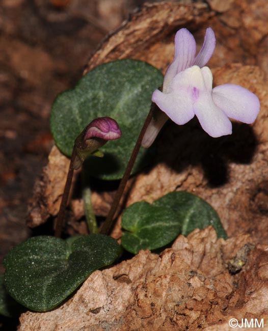 Cymbalaria hepaticifolia