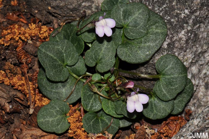 Cymbalaria hepaticifolia