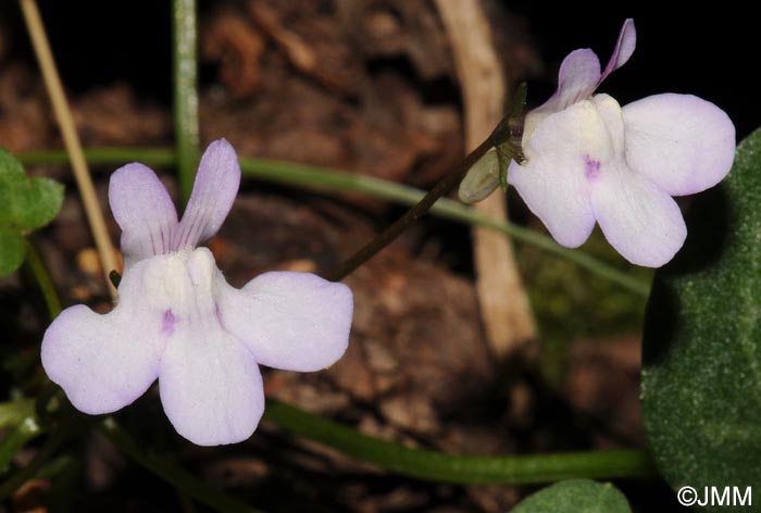 Cymbalaria hepaticifolia