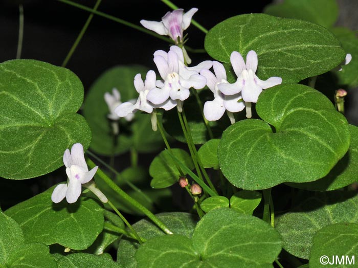 Cymbalaria hepaticifolia