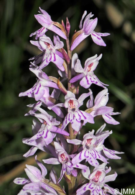 Dactylorhiza cyrnea