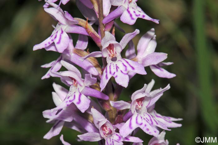 Dactylorhiza cyrnea