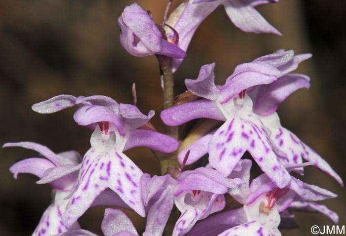 Dactylorhiza cyrnea