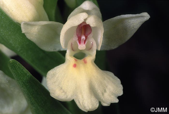 Dactylorhiza insularis